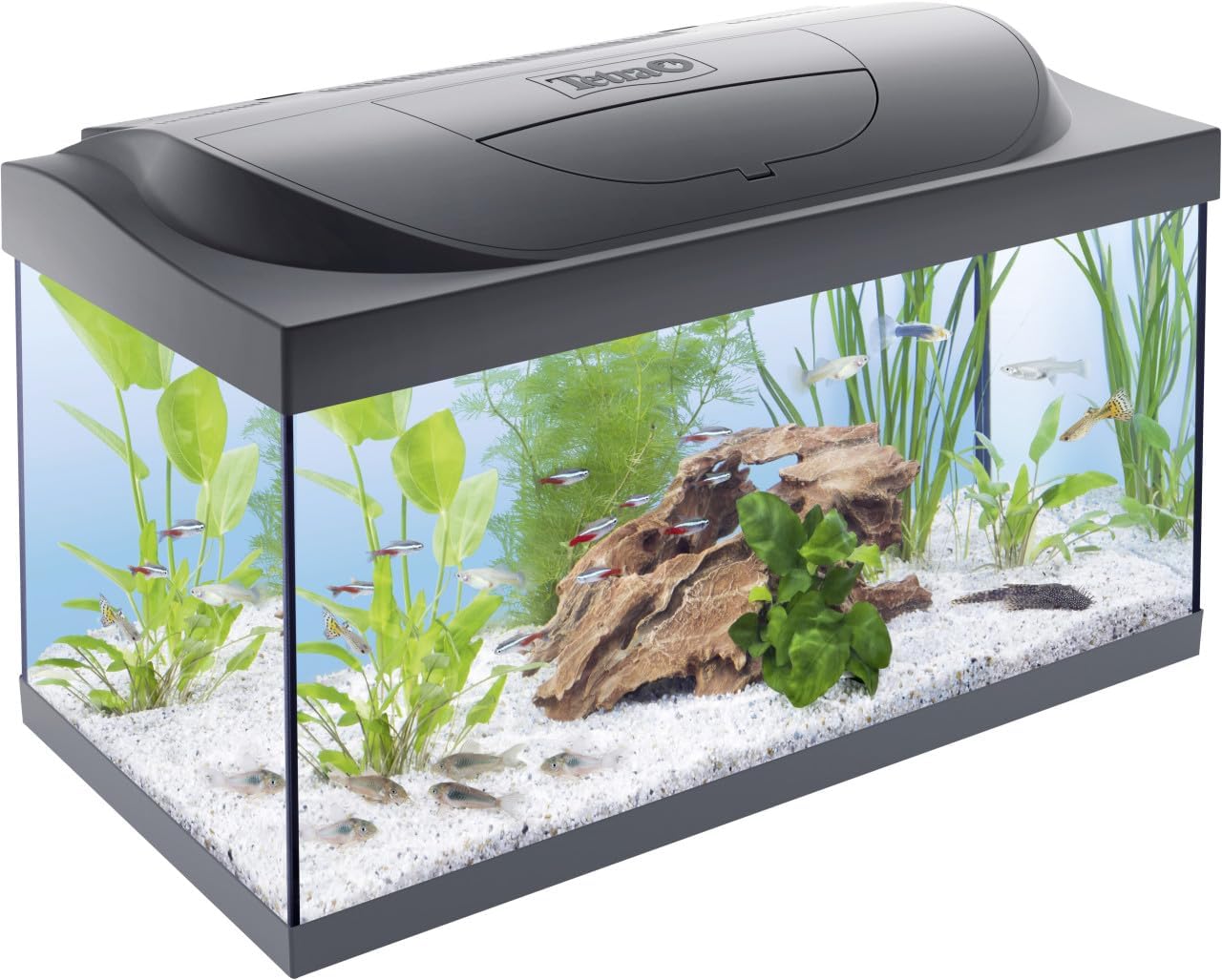 Aquarium LED 60L Kit Complet Tetra – Créez un Monde Sous-Marin
