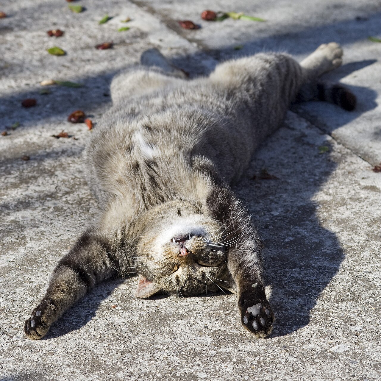 Meilleurs accessoires pour chat 2026 — Top 3 incontournables